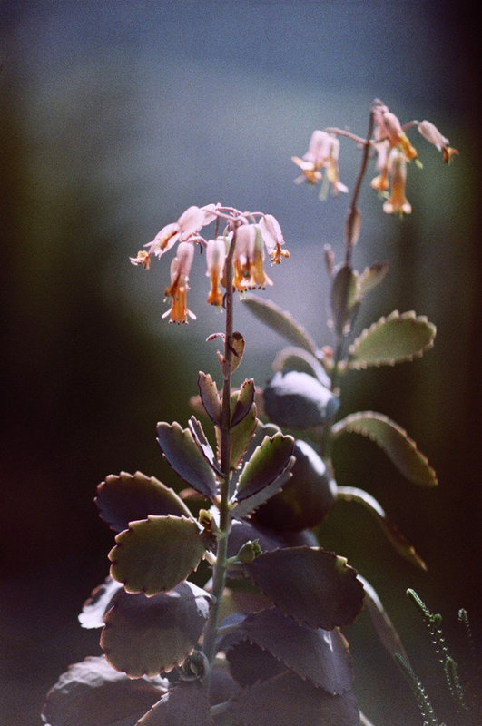kalanchoe fedtschenkoi