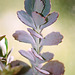 kalanchoe fedtschenkoi