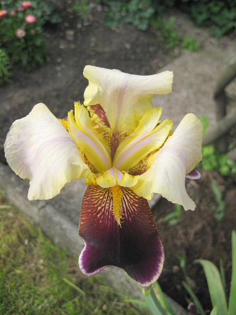 Schwertlilie (Iris)