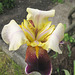 Schwertlilie (Iris)