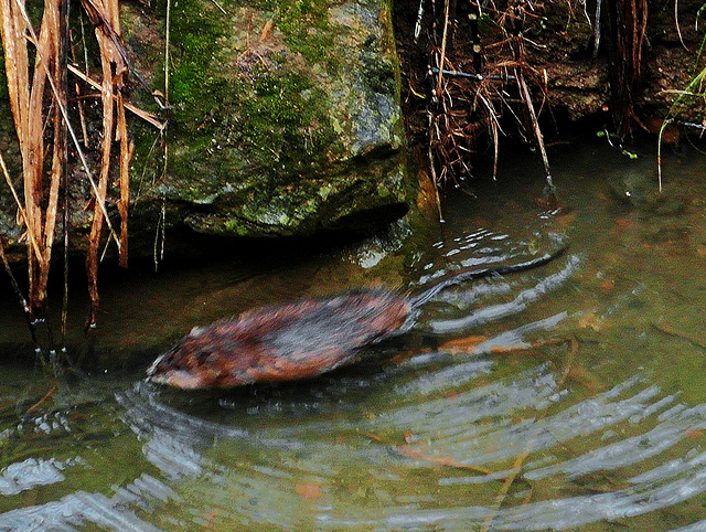 10 11 et 12 avril  2012 - Rat taupier 038