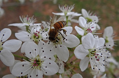 162 The Bee on the Bradford Pear blossom