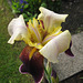 Schwertlilie (Iris)