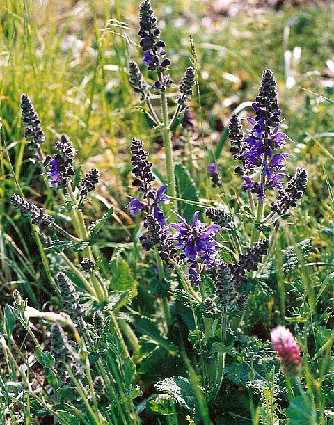 Sauge des prés