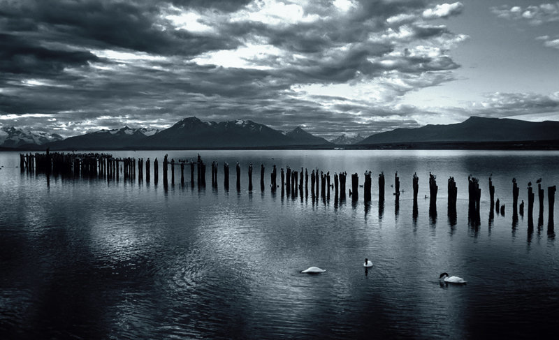 3 black necked swans