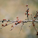 Prunellier- Prunus spinosa