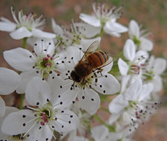 163 The Bee on the Bradford Pear blossom