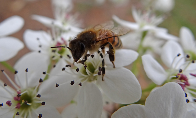 The Bee on the Bradford Pear blossom