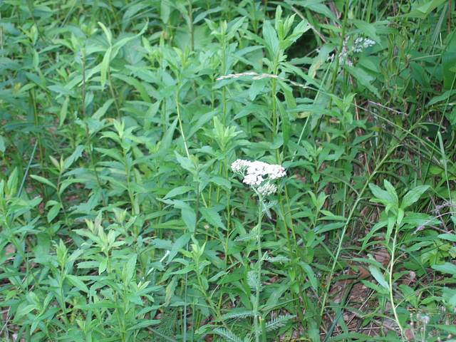 Greenery around lacey flower