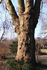 20110130 9566RAw [D~MH] Platane, MüGa-Park Mülheim a. d. R.