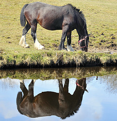 Equine reflections.