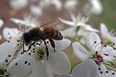165 The Bee on the Bradford Pear blossom