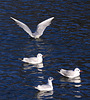 20110130 9563RAw [D~MH] Lachmöwe (Chroicocephalus ridibundus), Ruhr, Mühlheim