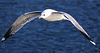 20110130 9559RAw [D~MH] Lachmöwe (Chroicocephalus ridibundus), Ruhr, Mühlheim