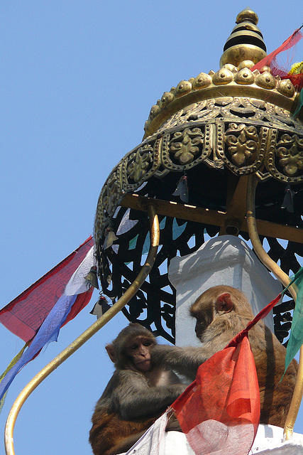 Népal en 2010