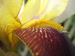Schwetlilie (Iris)