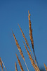 20110130 9540RAw [D~MH] Gras, Mühlheim