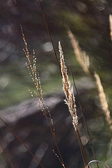 20110130 9539RAw [D~MH] Gras, Mühlheim