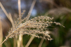 20110130 9538RAw [D~MH] Schilfrohr (Phragmites australis), Ruhr, Mühlheim