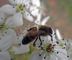 167 The Bee on the Bradford Pear blossom