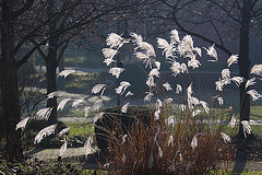 20110130 9527RAw [D~MH] Schilfrohr (Phragmites australis), Gegenlicht, Mühlheim