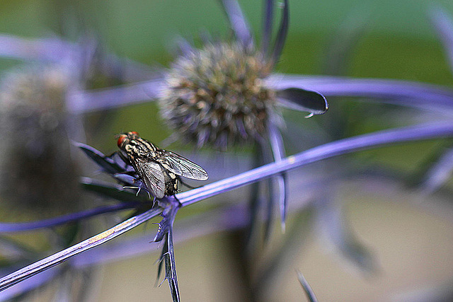 20100729 6990Mw [D~LIP] Graue Fleischfliege, Bad Salzuflen