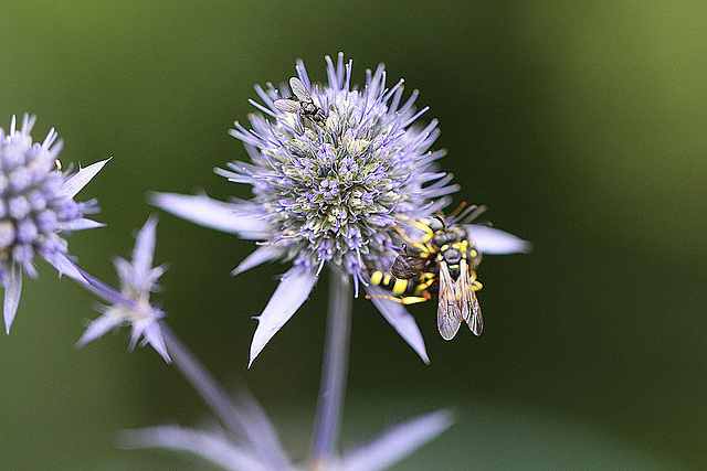 20100729 6995Mw [D~LIP] Fliege, Knotenwespe, Bad Salzuflen