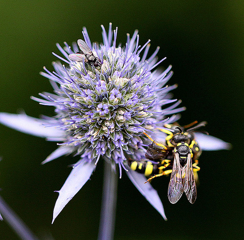 20100729 6996Mw [D~LIP] Fliege, Knotenwespe, Bad Salzuflen