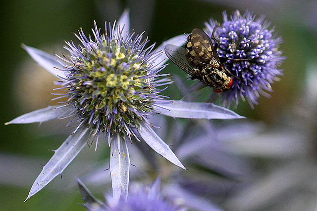 20100729 7005Mw [D~LIP] Graue Fleischfliege, Bad Salzuflen