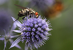 20100729 7007Mw [D~LIP] Graue Fleischfliege, Bad Salzuflen