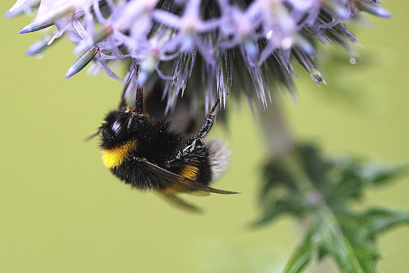 20100729 7014Mw [D~LIP] Erdhummel, Bad Salzuflen