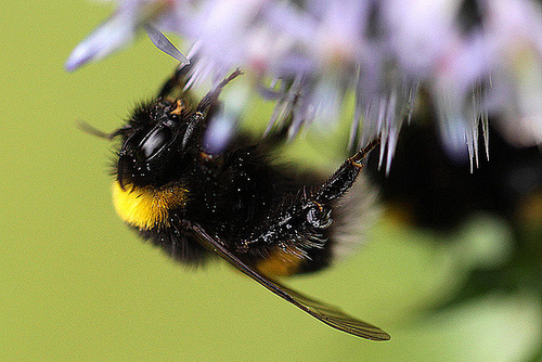 20100729 7019Mw [D~LIP] Erdhummel, Bad Salzuflen