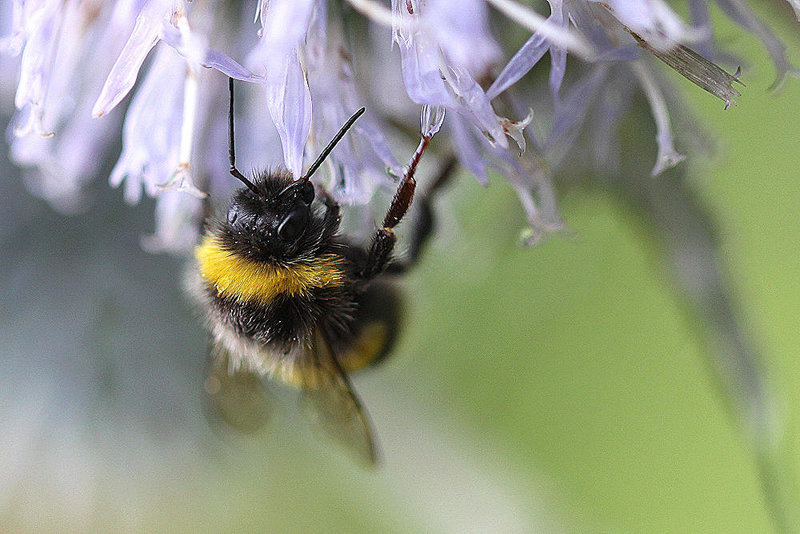 20100729 7020Mw [D~LIP] Erdhummel, Bad Salzuflen