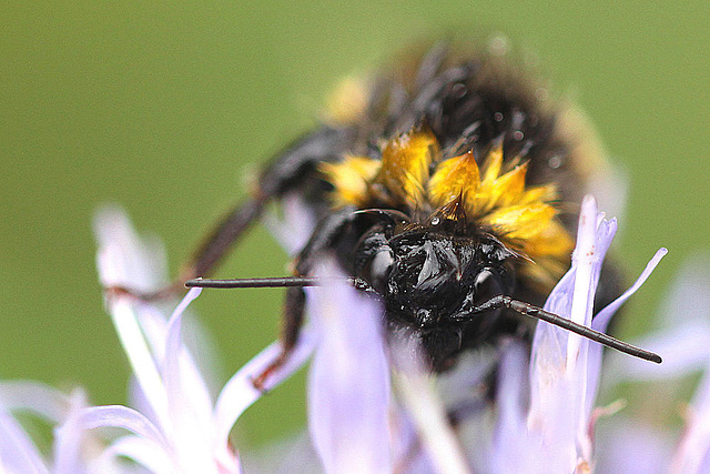 20100729 7022Mw [D~LIP] Erdhummel, Bad Salzuflen