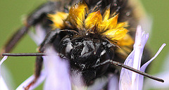 20100729 7023Mw [D~LIP] Erdhummel, Bad Salzuflen