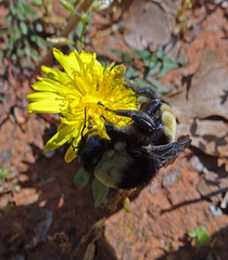 194 Bumble Bee on a Dandelion
