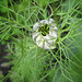 Jungfer im Grünen - Knospe (Nigella damascena)