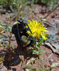 195 Bumble Bee on a Dandelion