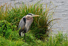 Heron waiting for lunch