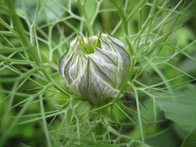 Jungfer im Grünen - Knospe (Nigella damascena)