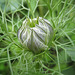 Jungfer im Grünen - Knospe (Nigella damascena)