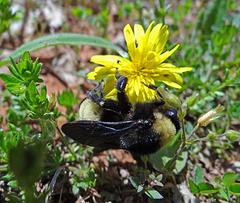 196 Bumble Bee on a Dandelion