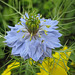 Jungfer im Grünen (Nigella damascena)