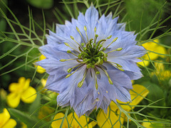 Jungfer im Grünen (Nigella damascena)