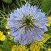 Jungfer im Grünen (Nigella damascena)