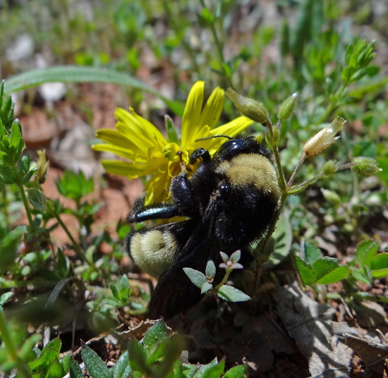 197 Bumble Bee on a Dandelion