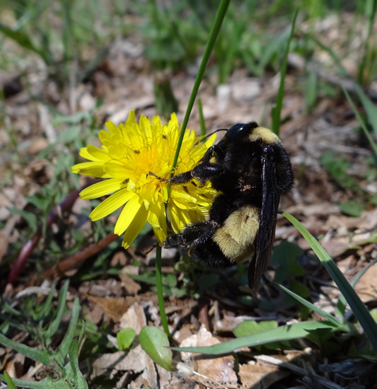198 Bumble Bee on a Dandelion