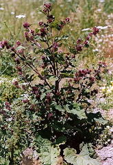 Arctium minus