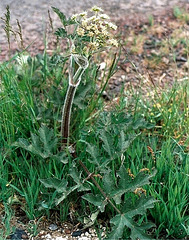 Berce sphondyle- Grande Berce - Heracleum sphondilyum