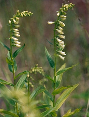 digitale jaune- Digitalis lutea